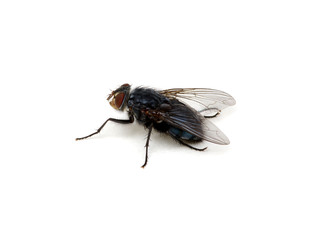 fly isolated on a white
