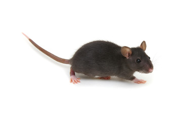 Rat isolated on white