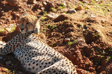 Leopard