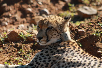 Leopard