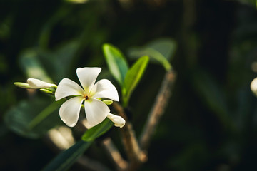 White tropical flower at outside 
