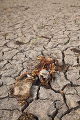 Warning of global warming : Impossible farming