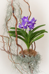 The location of blooming orchids vanda on decorative wooden branch with tillandsia usneoides in the house or garden. Home flowers