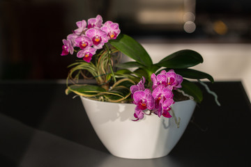 Two mini phalaenopsis orchids Sogo Vivien in a ceramic pot on a dark table opposite the light. Selective focus. Home flowers
