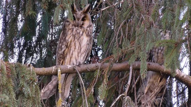 A long-eared owl (Asio otus) is a typical European nocturnal predator. In winter, during the daytime, they rest on trees in the settlements. And at night they fly away to hunt.