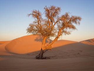 Fototapeta na wymiar tree at sunset in the desert