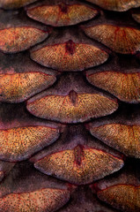  fish scales white grass carp  (14 kilogram) © fotomaster