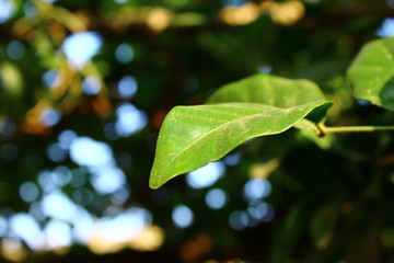 Fototapeta na wymiar green leaf shot by manish
