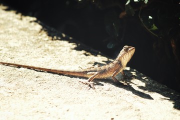 Close up of brown lizard