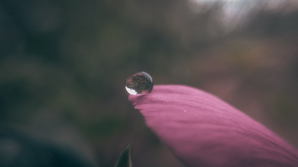 Macro photography of a drop on a flower.
