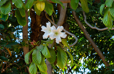 Easter Lily Vine is a large flower with white color. Beaumontia grandiflora or Herald's Trump