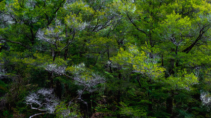 Abstract green trees background.