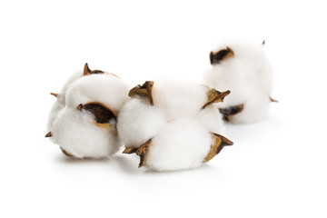 Obraz na płótnie Canvas several flowers of cotton isolated on a white background