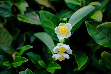 Tea leaf and white flower in tea plantation.Flower of tea on trunk.Beautiful and fresh white tea...