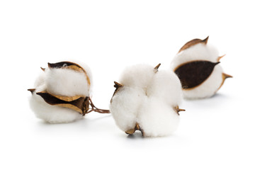 several flowers of cotton isolated on a white background