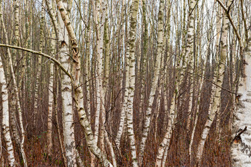 Birken-Bäume als Textur oder Hintergrund