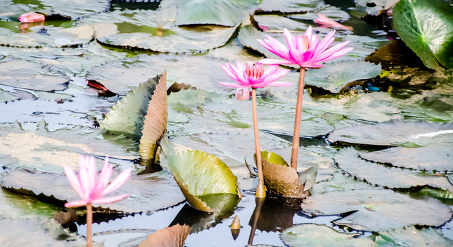 Water lilly fields in Kerala, India. Beautiful water plant fields. From the nature