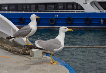 Two closeup seagulls sitting on board