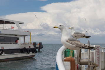 Fototapeta na wymiar two seagulls sitting on the bow of the boat