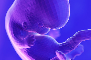 3d rendered abstract illustration of a fetus - week 8