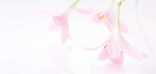 Romantic banner, delicate white pink Zephyranthes flowers close-up. Fragrant crem pink petals