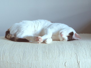 Close up cute black and white cat is sleeping, sweet dream and relax time in lazy day. Soft pastel Japan warm light tone color.