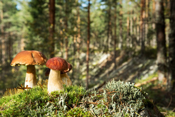 Edible beautiful mushrooms on the background of the forest.