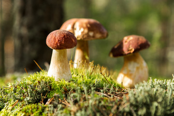 Edible beautiful mushrooms on the background of the forest.