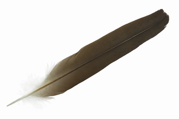Beautiful vulture feather isolated on white background