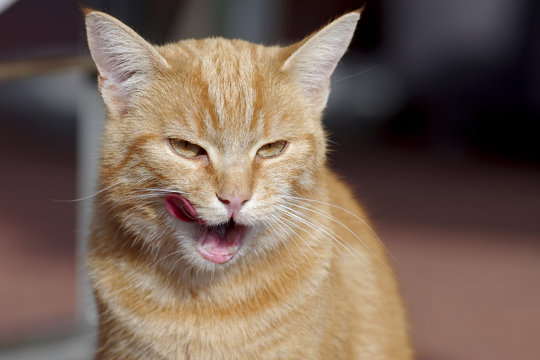 h&uuml;bsche, rote katze schleckt sich das maul