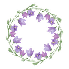 Purple meadow flowers of Cam­panula persicifolia (bluebell, harebell, lady's thimble)  wreath, watercolor hand drawn botanical summer round frame isolated on white background..