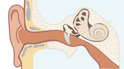 Anatomy of the ear. How does hearing and the auditory system work? 4K video