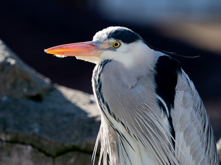 アオサギ　クローズアップ