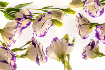 Beautiful white flowers with violet edges scattered on white background, pattern