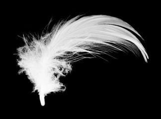 Beautiful white feather floating in air isolated on black background