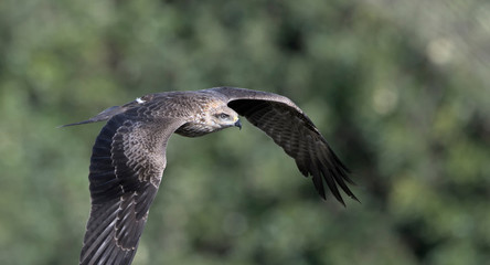 Milvus migrans (Black Kite), Crete