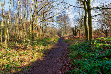 Obraz premium A winter morning on a muddy footpath in Sherwood Forest