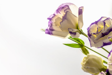 Beautiful white flowers with violet edges on white background, pattern