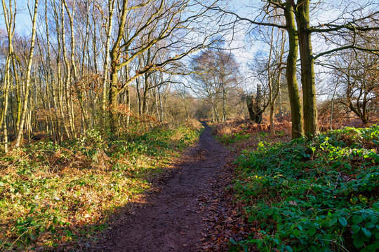 A winter morning on a muddy footpath in Sherwood Forest