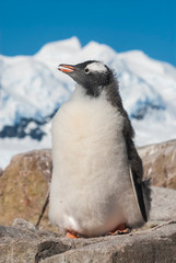 Gentoo Penguin, Pygoscelis papua,Neko Harbour,Antartica Peninsula.