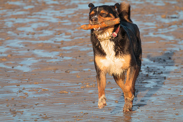 Schmutziger Hund spielt im Schlick