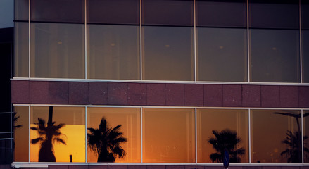 palm trees reflection at sunset on windows glass building in Tel Aviv - ISRAEL.