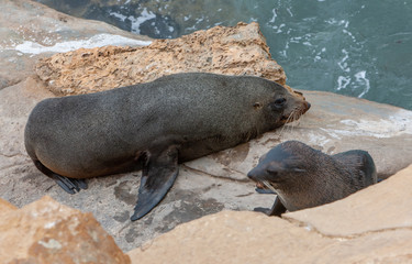 Seals at Shag Point South Island Otago New Zealand. Coast Rocks