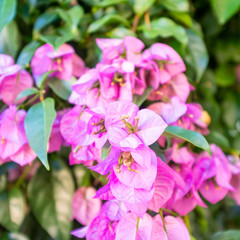 Pink geranium flowers, closeup. Color image