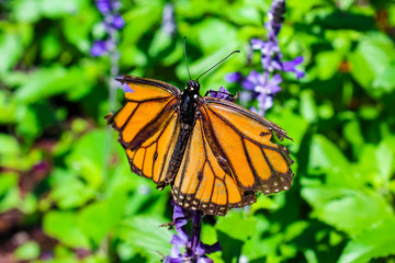 butterfly on flower