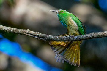 Blue Bearded Bee Eater