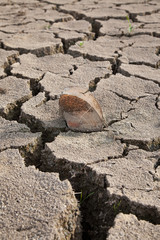 Warning of global warming : Impossible farming