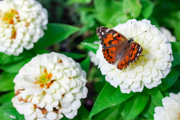 butterfly on flower