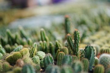 cactus in the gaarden.
