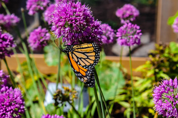 butterfly on flower